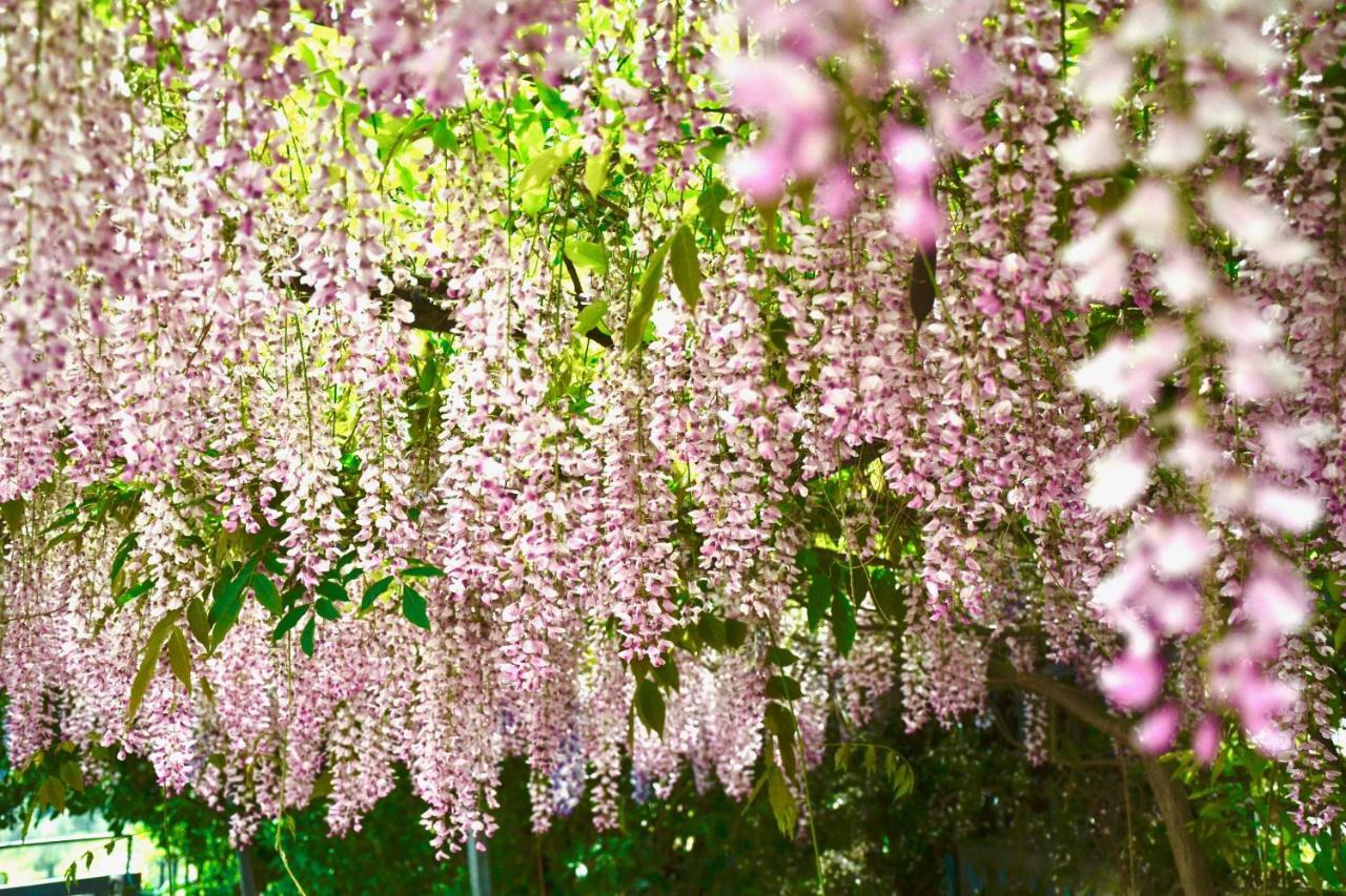 B&B Il Giardino Stellato В'єсте Екстер'єр фото